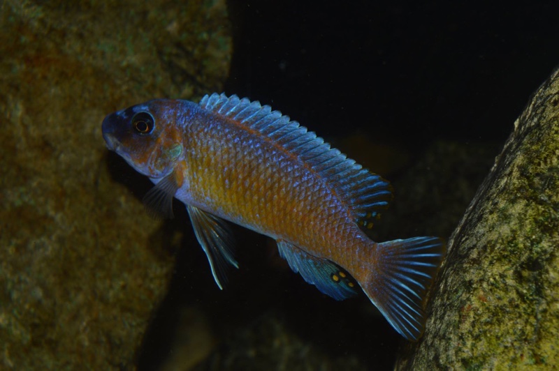 Labeotropheus trewavasae 'Lion's Cove'